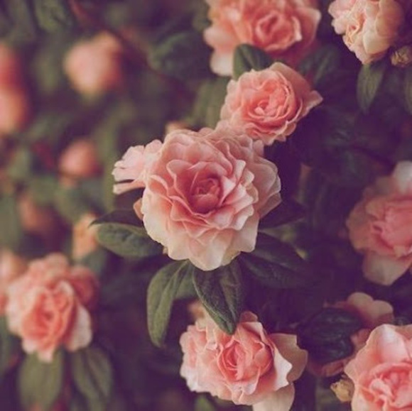 Meet your Posher, Daniela - Picture 1 of 1